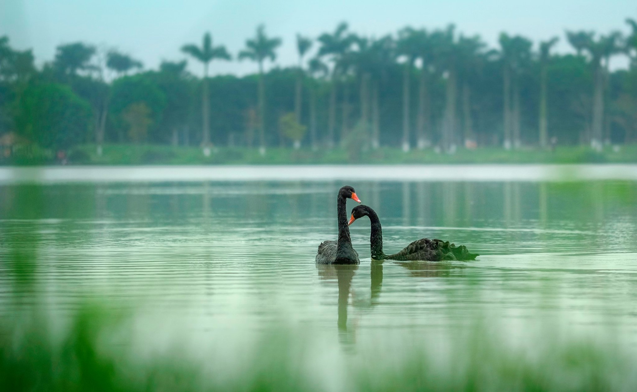 Hồ Thiên Nga Ecopark